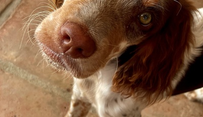 Urlaub mit Hund: Einreisebestimmungen beachten