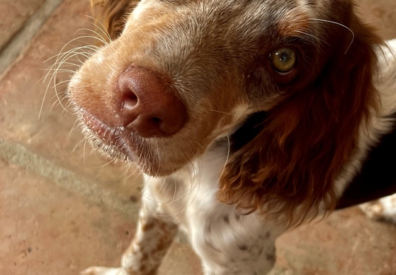 Urlaub mit Hund: Einreisebestimmungen beachten