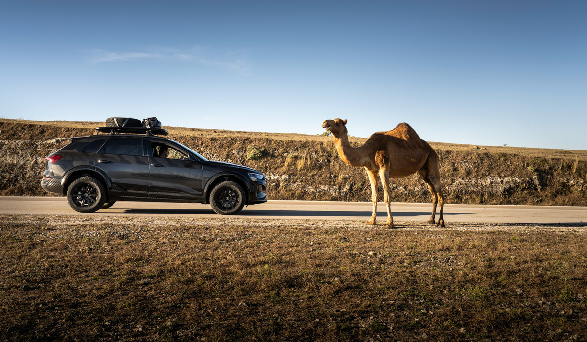 mid Oman - Was in Deutschland das Rind oder die Kuh, ist im Oman das Kamel oder aber das Dromedar. Diese Tiere sind hier überall präsent, von der Autobahn bis zum Offroad-Parcours bewegen sie sich frei. Audi