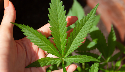 Kein Cannabis im Straßenverkehr