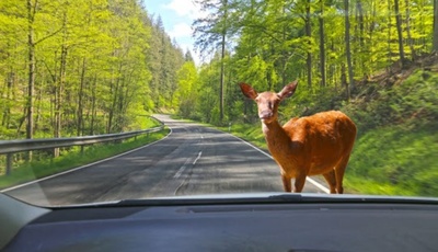 Bremsbereit für Osterhasen und andere Wildtiere